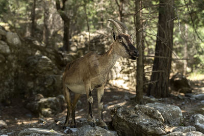 Deer standing in forest
