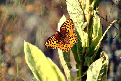 Butterfly perching on flower