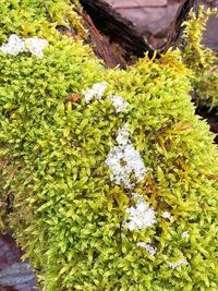 High angle view of plants on snow