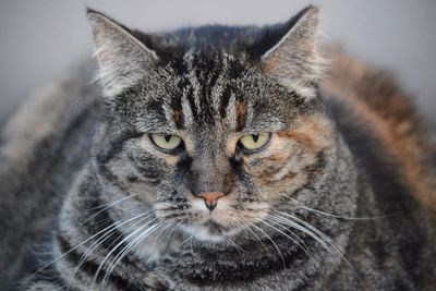 Close-up portrait of cat