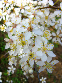 Close-up of white cherry blossoms in spring