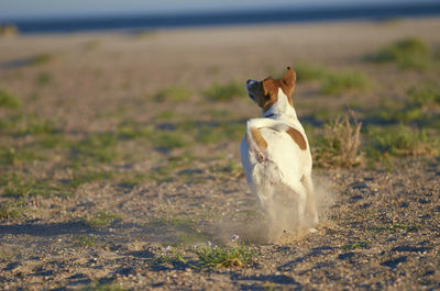 Dog standing on field