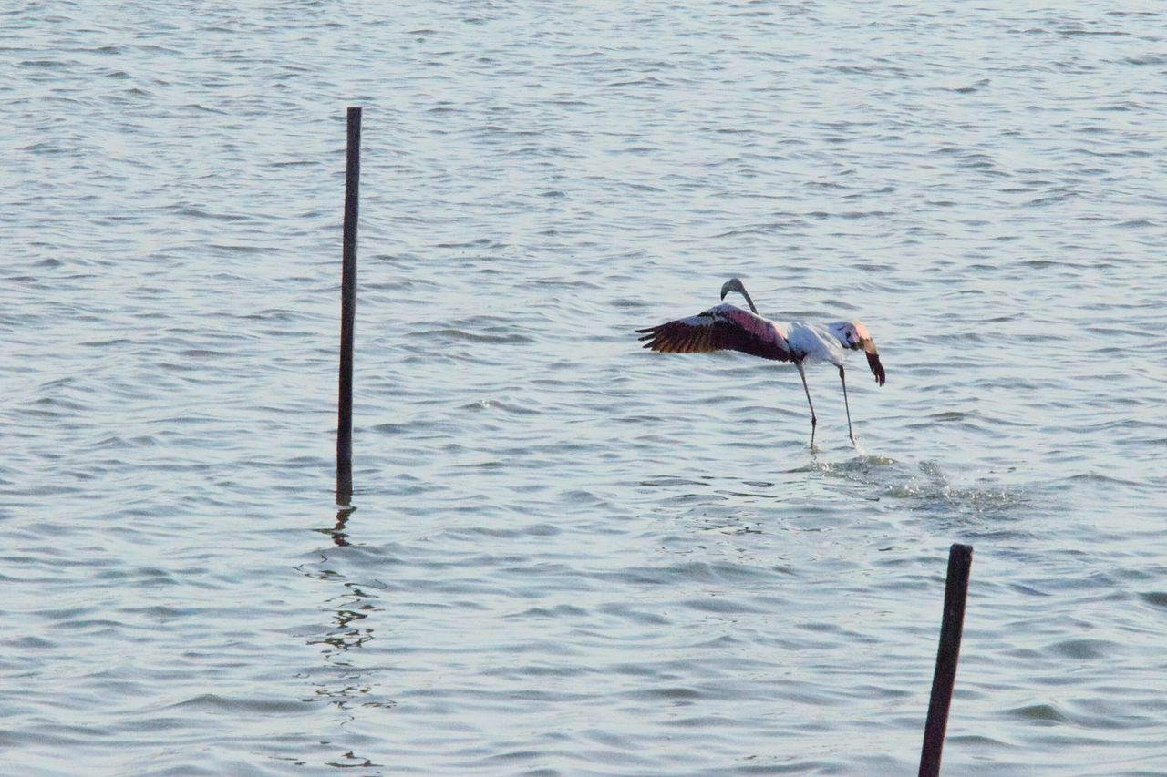 water, bird, animal themes, animals in the wild, waterfront, one animal, nature, lake, spread wings, no people, animal wildlife, outdoors, day, rippled, beauty in nature, seagull, flying