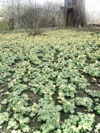 View of flowering plants on field