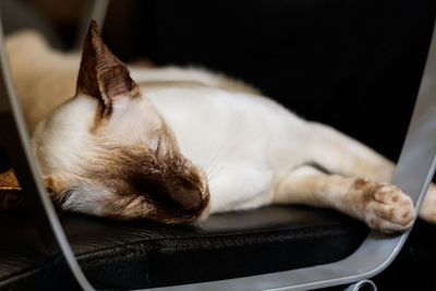 Close-up of cat relaxing on chair