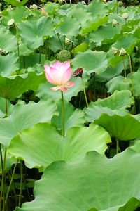 Close-up of pink water lily