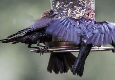 Close-up of bird flying