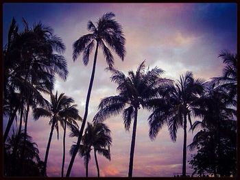 Low angle view of palm trees against sky