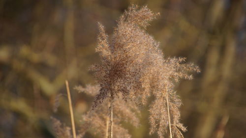 Close-up of flower plant