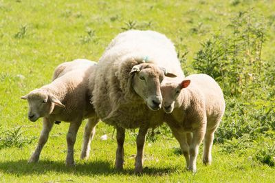 Sheep in a field