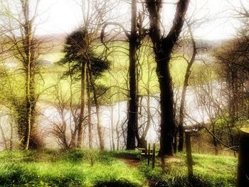 Trees on field in forest