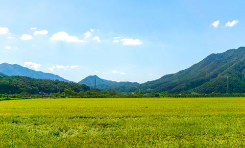 Scenic view of field against sky