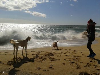 Dogs and woman at beach against sky