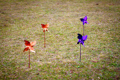 Close-up of purple flower on field