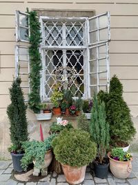 Potted plants growing in yard against building