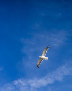 Low angle view of seagull flying in sky