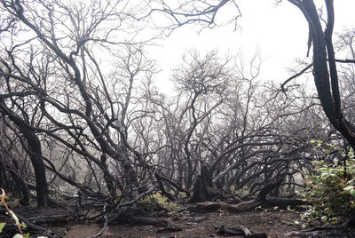 Bare trees in forest against sky