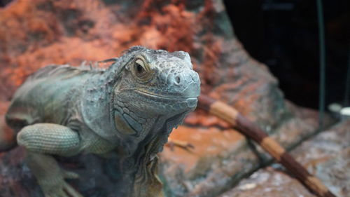 Close-up of a lizard