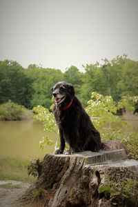 Dog sitting on tree against clear sky