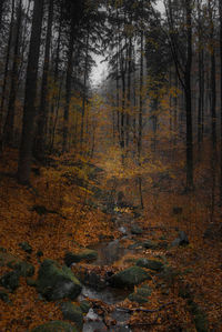 Trees in forest during autumn