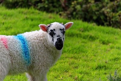 Portrait of sheep standing on field