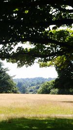 Trees on grassy field