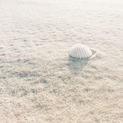 Close-up of seashell on sand at beach