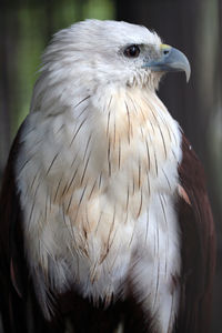 Close-up of eagle