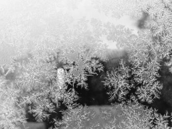 Close-up of plants against sky during winter