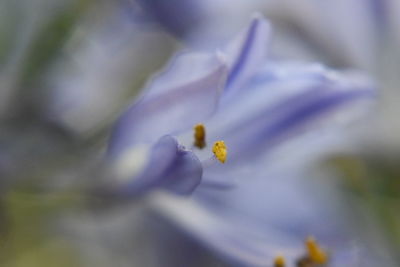 Close-up of purple flowering plant