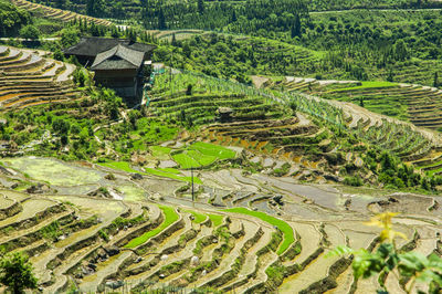 High angle view of rice field