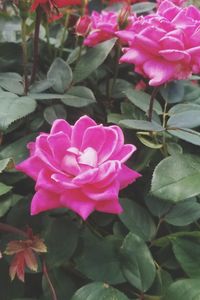 Close-up of pink rose