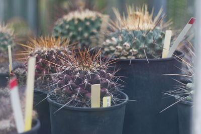 Close-up of potted cactus plant