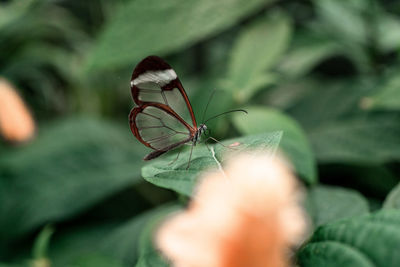 Close-up of a butterfly on a plant