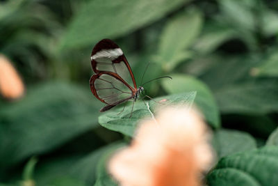 Close-up of insect on plant