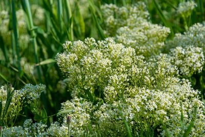 Close-up of flowering plants on field