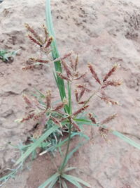 High angle view of plant on field