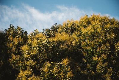 Low angle view of yellow flower trees against sky