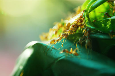 Close-up of insect on plant