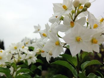 Close-up of white flowers blooming on tree against sky