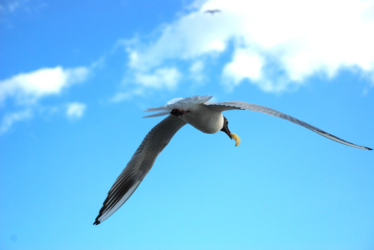 Seagull with chip