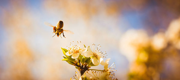 Close-up of bee pollinating on flower