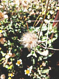 Close-up of white dandelion flower