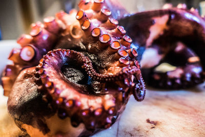 Close-up of octopus on table