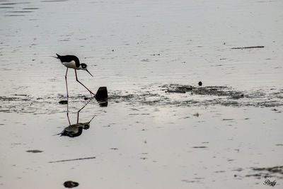 View of birds on beach