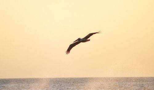 Seagull flying over sea against sky