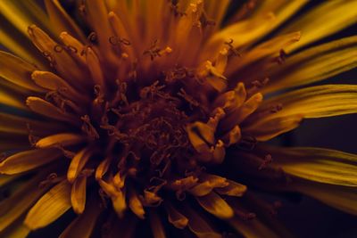 Close-up of yellow flowering plant