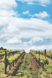 Scenic view of vineyard against sky