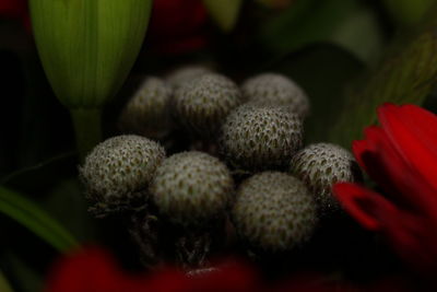 Close-up of flowers