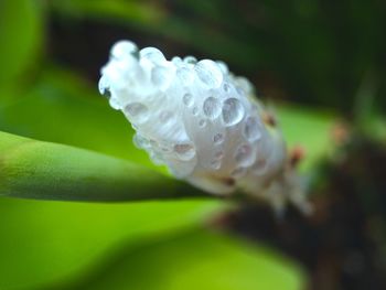 Close-up of raindrops on white flower bud